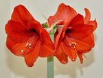 Амариллис луковичный цвет красный