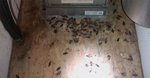 Дезинфекция от насекомых и грызунов