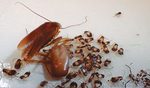 Уничтожение клопов тараканов крыс и всех видов вредителей
