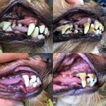 Ультразвуковая чистка зубов для собак