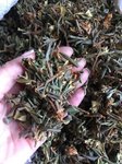 Саган-Дайля (с цветами июньский) чай долголетия