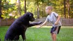Дрессировка собак для детей (Юный Кинолог)
