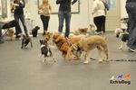 Дрессировка собак - набор на групповые занятия