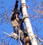 Удаление, спил, обрезка дерева в Пушкино и Пушкинском районе