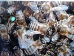 Пчелы пчелопакеты отводки Санкт-Петербург