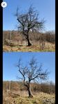 Сезонная обрезка плодовых деревьев, удаление аварийных