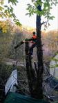 Профессиональный спил - кронирование деревьев в Сочи