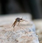 Уничтожение комаров, клеща, ос и других насекомых