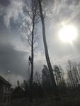 Удаление деревьев и пней в Москве и МО