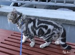 вязка с британским котом-1500      котята от 2000