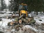 Спил, вырубка, обрезка и удаление деревьев в Долгопрудный