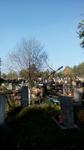 спилить дерево на кладбище Брянск