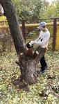 Спил деревьев в Ростове