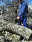 Спил, валка деревьев любой сложности в Таганроге.