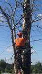 Спилить или удалить дерево в Красногорске по частям
