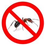 Уничтожение тараканов, клопов, комаров, клещей, блох, ос.