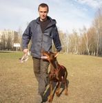 Дрессировка собак в Тольятти. Кинолог