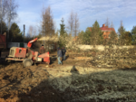 Удаление, вырубка и обрезка деревьев в Химках