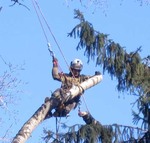 Удаление,  спил,  обрезка  деревьев в Подольском районе