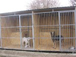 Передержка собак (Зоогостиница) в Воронеже