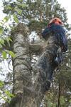 Спилить дерево в Шатурском районе