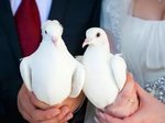 Голуби для свадьбу