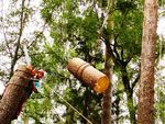 Удаление опасных деревиев 