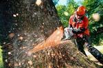 Спил, удаление, кронирование деревьев в Таганроге 