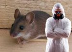 Уничтожение крыс, мышей и кротов