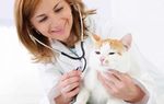 Ветеринарный врач на дом, стрижка кошек на дому
