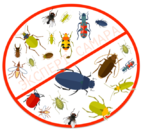 Комплексное уничтожение насекомых на участке-250 р/сотка