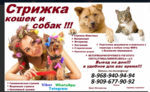 Стрижка кошек и собак,домашняя передержка в Электрогорске