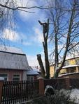 Обрезка, вырубка, удаление деревьев в Ивантеевке