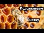 Услуга пчеловода Воронежа и области.