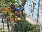 Обрезка деревьев в Волгограде и по области