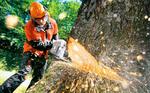 Спиливание деревьев по Рязани и Рязанской области