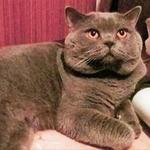 Вязка с котом:Шотландский кот на вязку