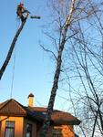 Профессиональная валка, спил и удаление деревьев в Пушкино