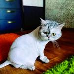 Гигиеническая стрижка кошек