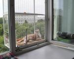Балкончик для кошки