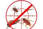 Уничтожение всех видов насекомых и грызунов
