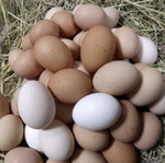 Яйцо домашних курочек