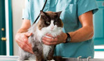 Кастрация кота и стерилизация кошки