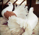 Выпуск белых голубей на свадьбах и торжествах