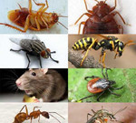 Обработка от всех насекомых