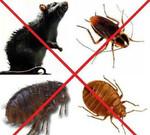 Уничтожение тараканов, клопов, насекомых, блох