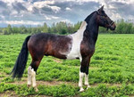 Фото с лошадьми