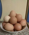 Домашнее яйцо