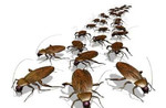 Уничтожение насекомых и грызунов, тараканы и мыши